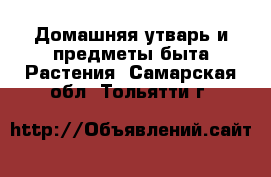 Домашняя утварь и предметы быта Растения. Самарская обл.,Тольятти г.